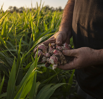 Ginger in the hands of a farmer